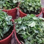 Syngonium Mini Pixie Sapling
