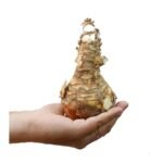 White Crinum Lily Color Bulb (Big Size) - Image 3