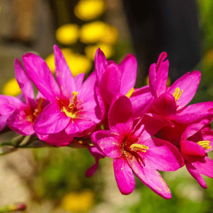 Ixia Flower Bulbs (Any Color)