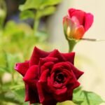 Kashmir Rose Plant