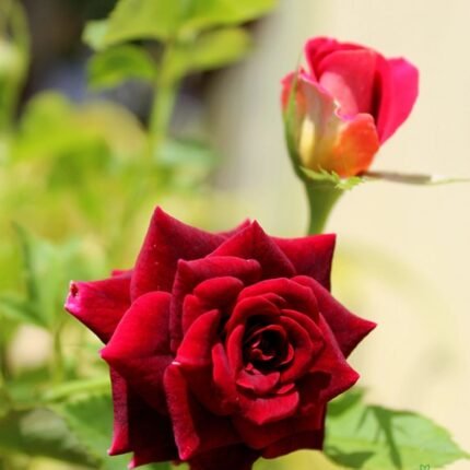 Kashmir Rose Plant