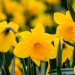 Daffodil Flower Yellow Bulb (Imported)