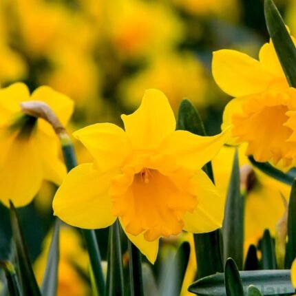Daffodil Flower Yellow Bulb (Imported)