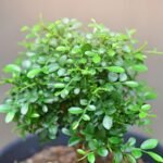 Madhukamini/ Table Kamini Plant (Sapling)