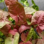 Syngonium Pink Allusion Sapling
