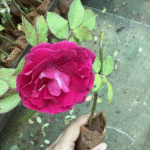 Kashmir Rose Plant - Image 2