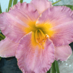 Yellow DayLily Hemerocallis Hybrid Bulbs - Image 5