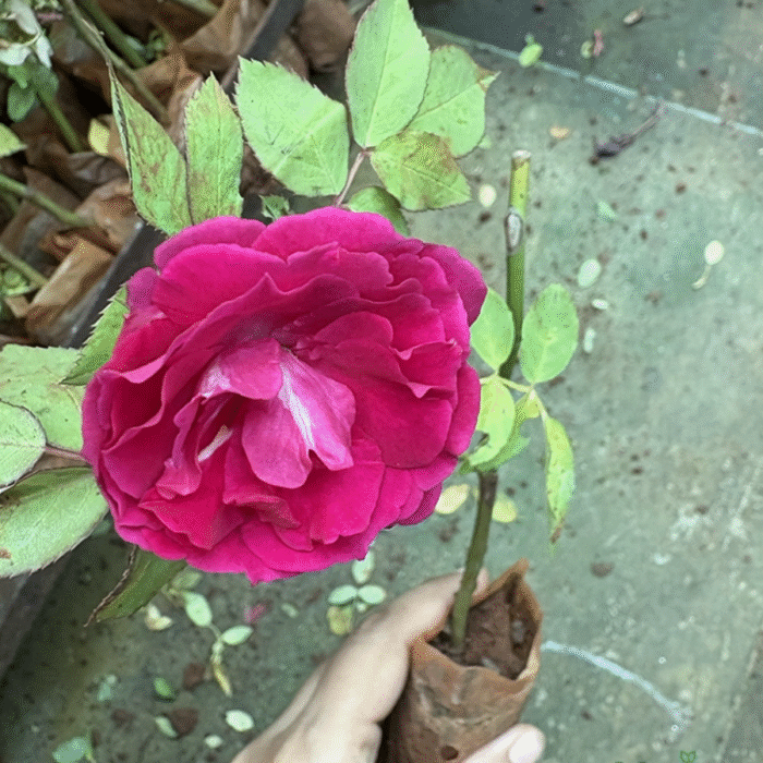 Kashmir Rose Plant - Image 2