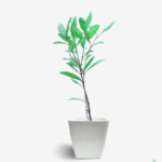 All Spice Garam Masala Plant