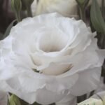 Lisianthus / Eustoma / Nandini Flower Plant (Sapling) Any color (1pcs) - Image 7