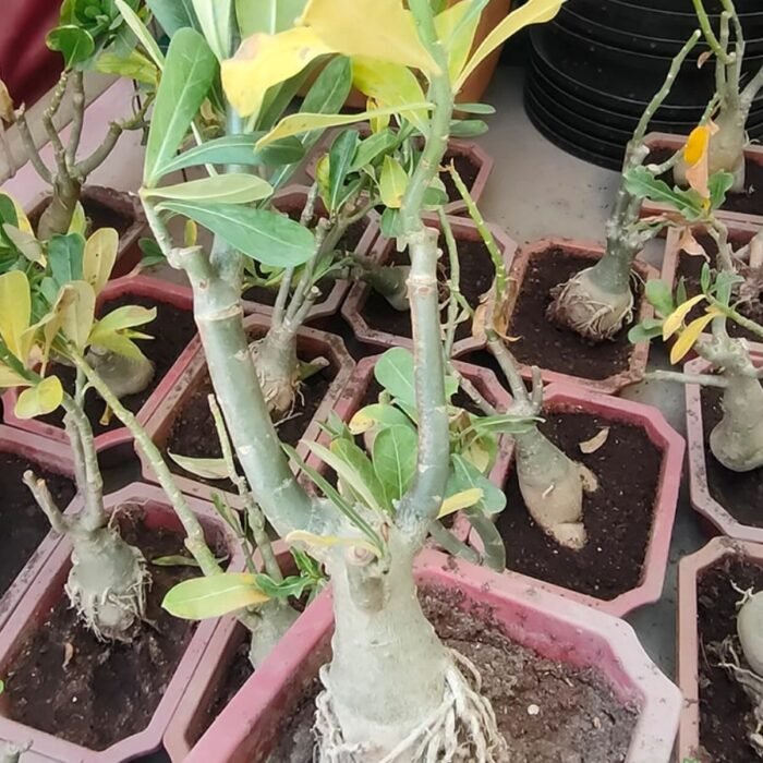 Adenium Multi Grafted Flower Plant (2 Different Colour) - Image 2