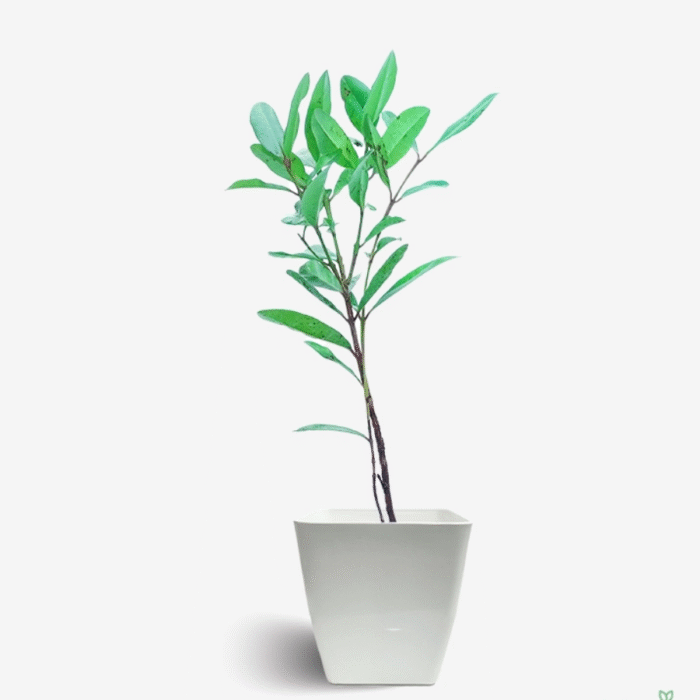 All Spice Garam Masala Plant - Image 1