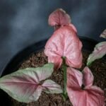 Syngonium Pink Allusion Sapling - Image 2