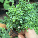 Madhukamini/ Table Kamini Plant (Sapling) - Image 2