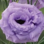 Lisianthus / Eustoma / Nandini Flower Plant (Sapling) Any color (1pcs) - Image 8