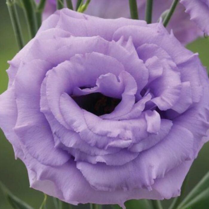 Lisianthus / Eustoma / Nandini Flower Plant (Sapling) Any color (1pcs) - Image 8