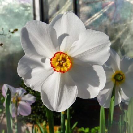 Nargis Daffodil Flower Bulbs