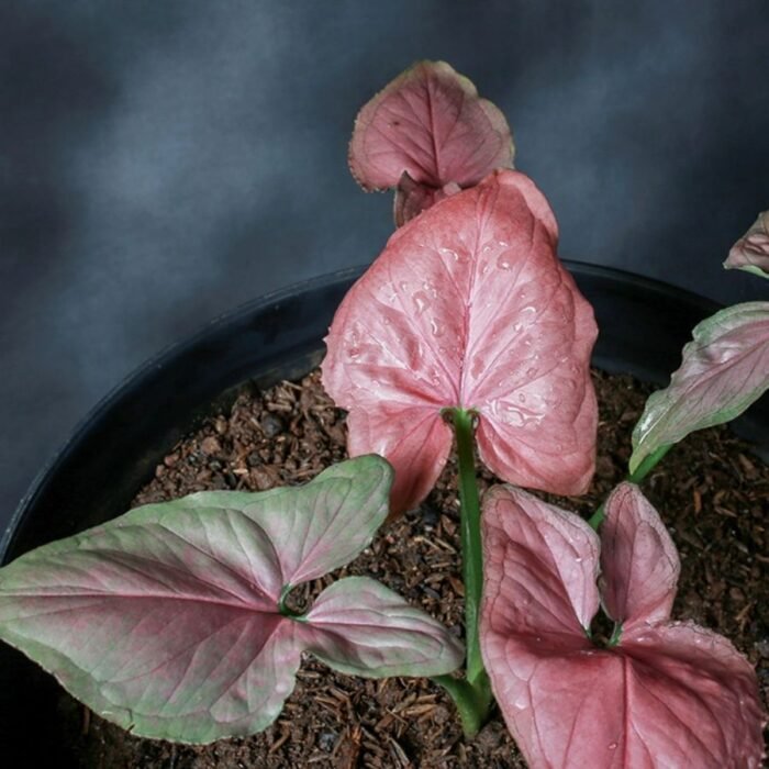 Syngonium Pink Allusion Sapling - Image 2