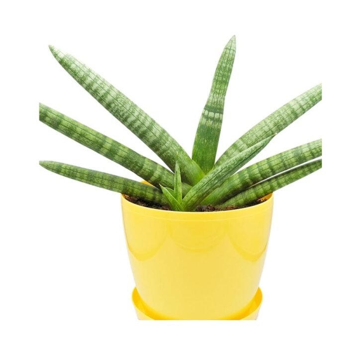 Cylindrical Snake Plant - Image 1