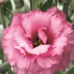 Lisianthus / Eustoma / Nandini Flower Plant (Sapling) Any color (1pcs) - Image 9