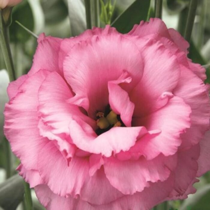 Lisianthus / Eustoma / Nandini Flower Plant (Sapling) Any color (1pcs) - Image 9