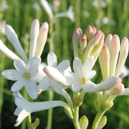 Rajnigandha Single Petal Bulb / Tuberose