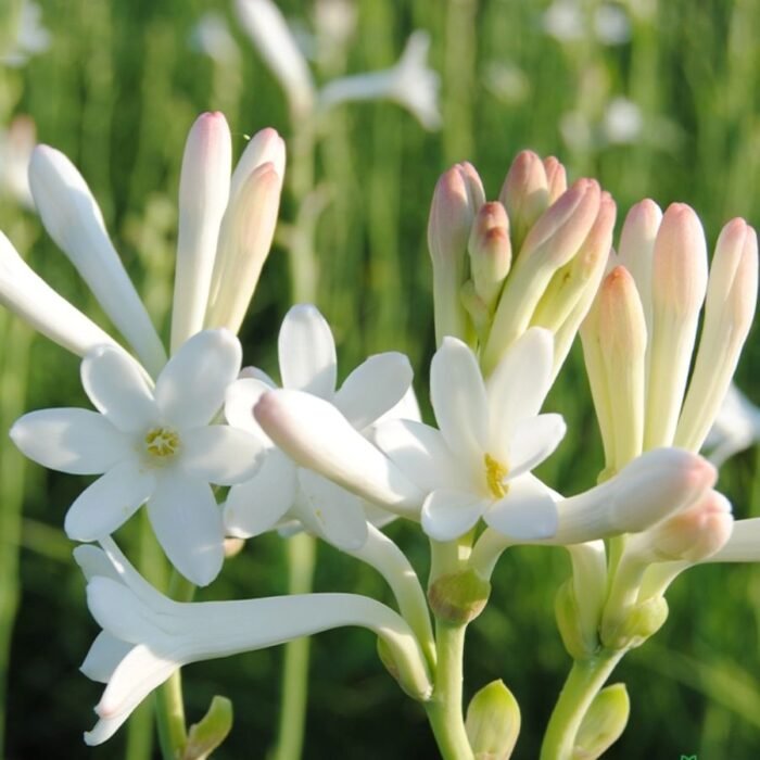 Rajnigandha Single Petal Bulb / Tuberose - Image 1
