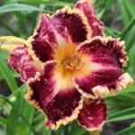 DayLily Hybrid Bulbs (Any color) - Image 3