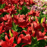 Red Asiatic Lily Bulbs / Lilium (Imported) - Image 2