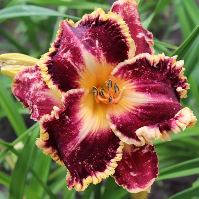 DayLily Hybrid Bulbs (Any color) - Image 3