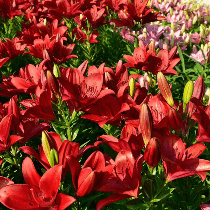 Red Asiatic Lily Bulbs / Lilium (Imported) - Image 2